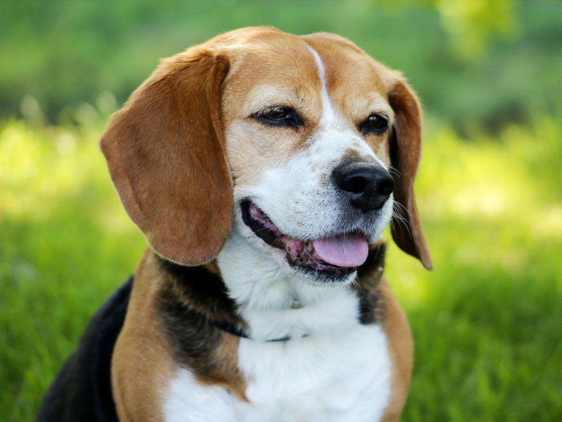 Beagle Züchter familienhund - Hunde123.de
