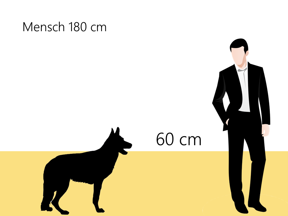 Größe Deutscher Schäferhund Größenvergleich - Hunde123.de