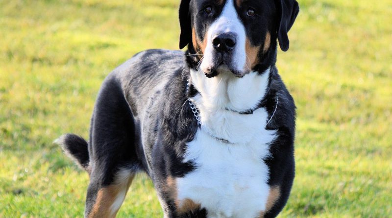 Großer Schweizer Sennenhund Information kaufen - Hunde123.de Hunderassen