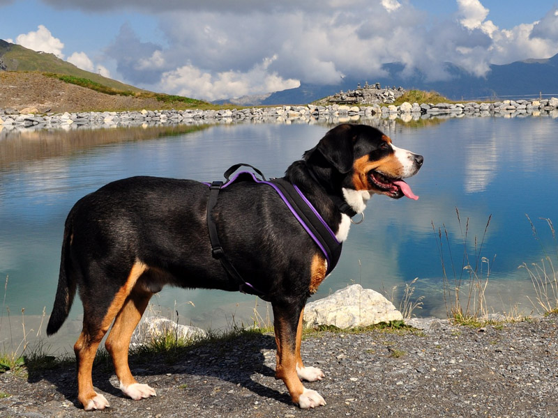 Großer Schweizer Sennenhund Krankheiten Lebenserwartung - Hunde123.de Hunderassen