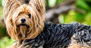 yorkshire terrier lebenserwartung Info Hunderasse - Hunde123.de