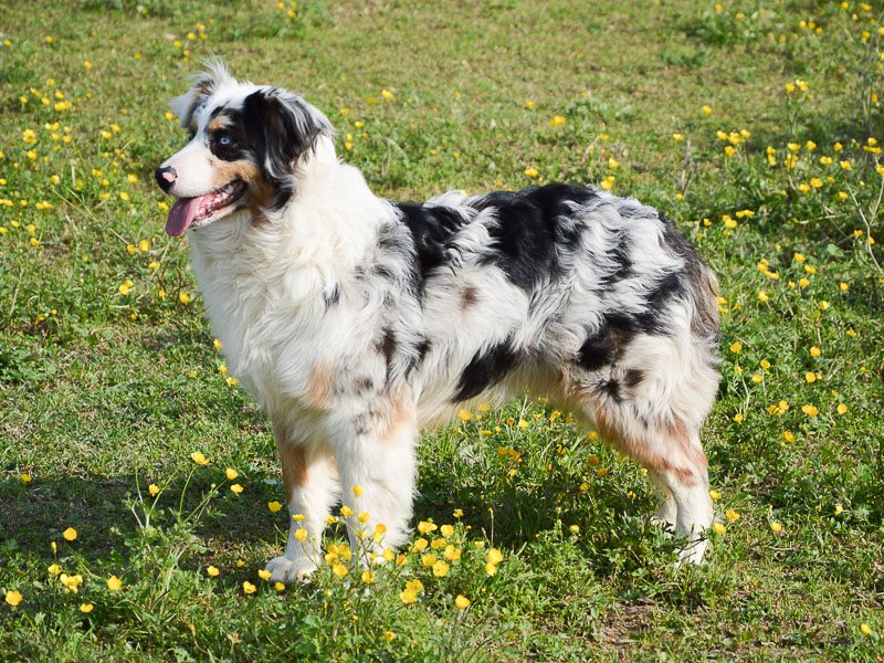 Australischer Schäferhund Aussie - Hunde123.de