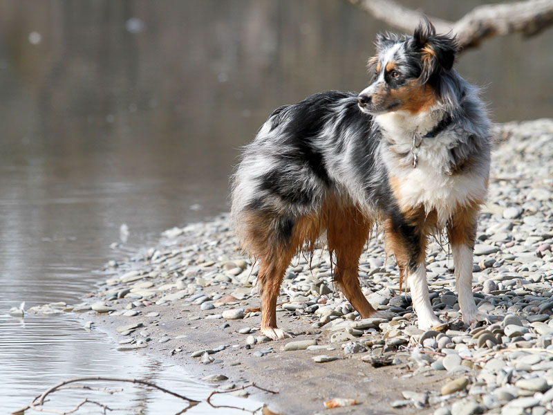 Auslauf Australian Shepherd Zucht- Hunde123.de