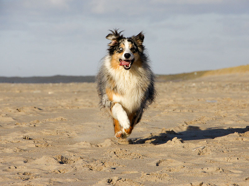 Australian Shepherd training - Hunde123.de