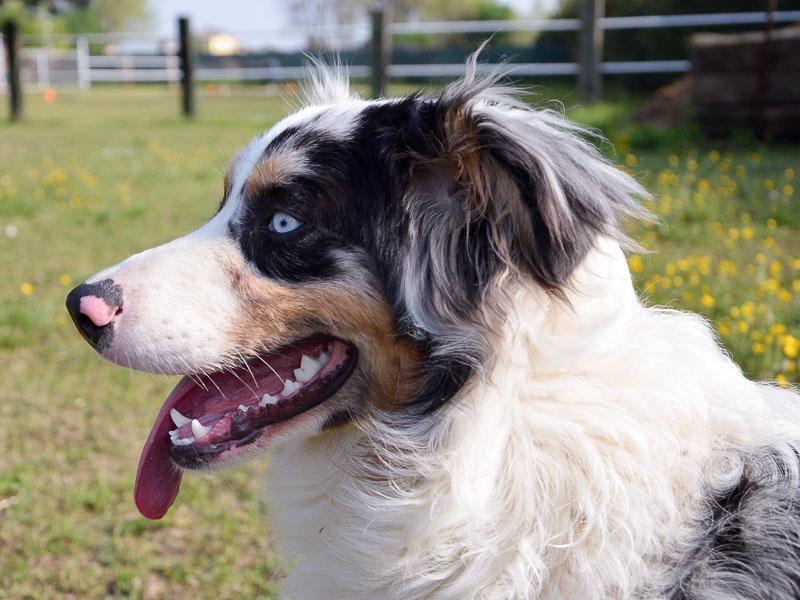 black tri Australian Shepherd - Hunde123.de