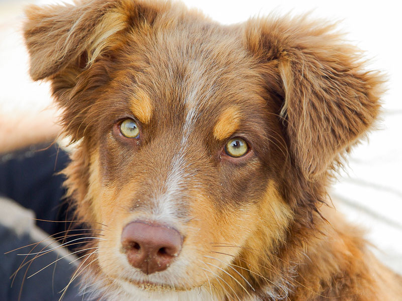 Australian Shepherd red merle zucht welpen - Hunde123.de