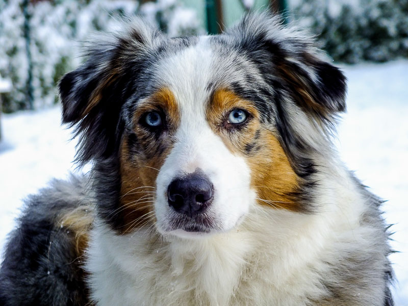 Australian Shepherd Aussie Hunderasse Kaufen- Hunde123.de