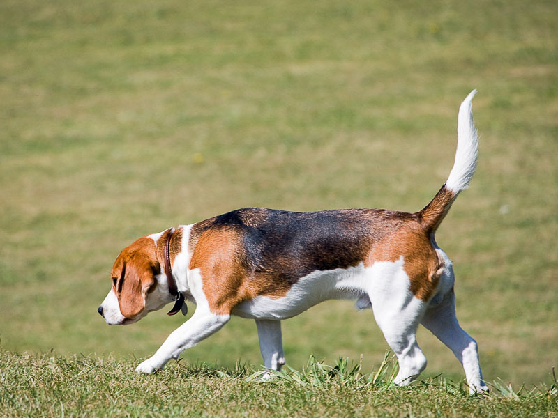 Hund Beagle Bilder - Hunde123.de