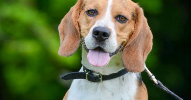 Beagle Charakter bilder - Hunde123.de