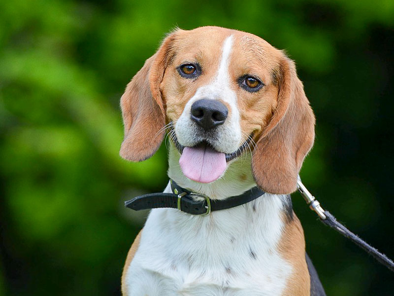 Beagle Charakter bilder - Hunde123.de