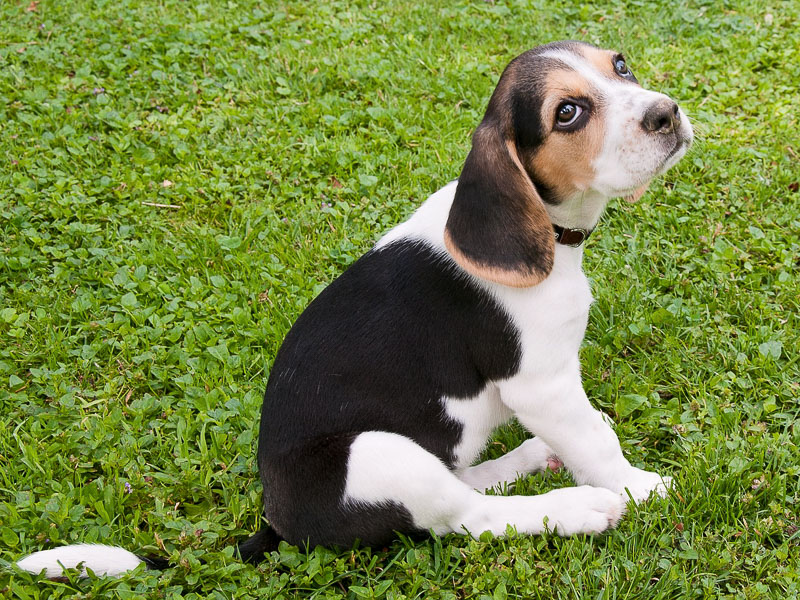 Beagle Welpe preis züchter - Hunde123.de