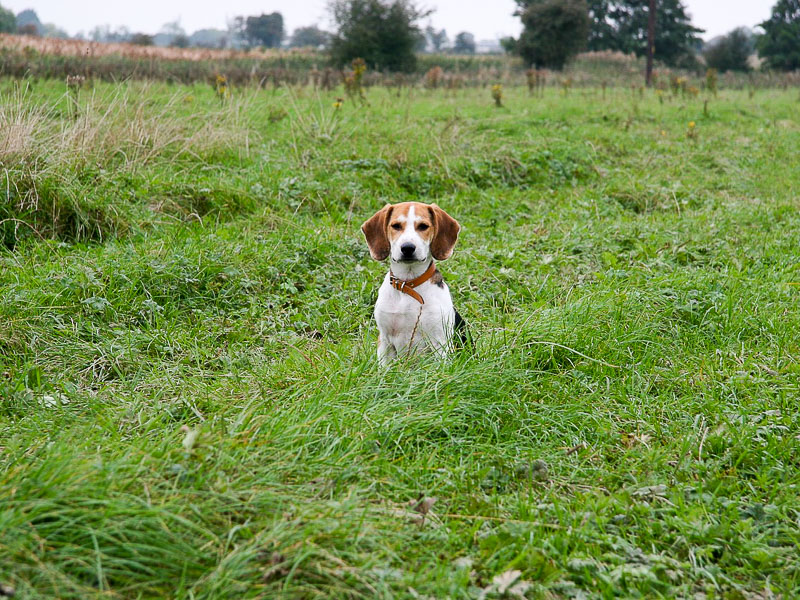 Beagle Auslauf Bilder - Hunde123.de