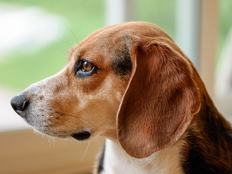 beagle ausgewachsen preis - Hunde123.de