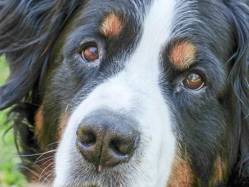 Berner Sennenhund größe auslauf - Hunde123.de