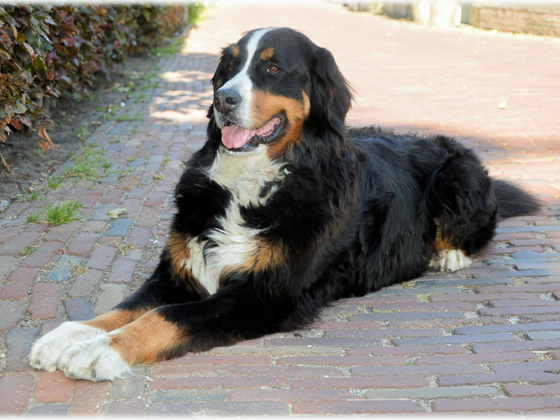 Berner Sennenhund Charakter Bilder - Hunde123