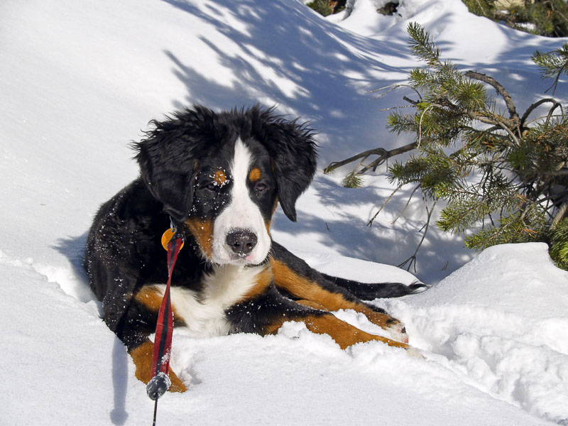 Berner Sennenhund haltung - Hunde123.de