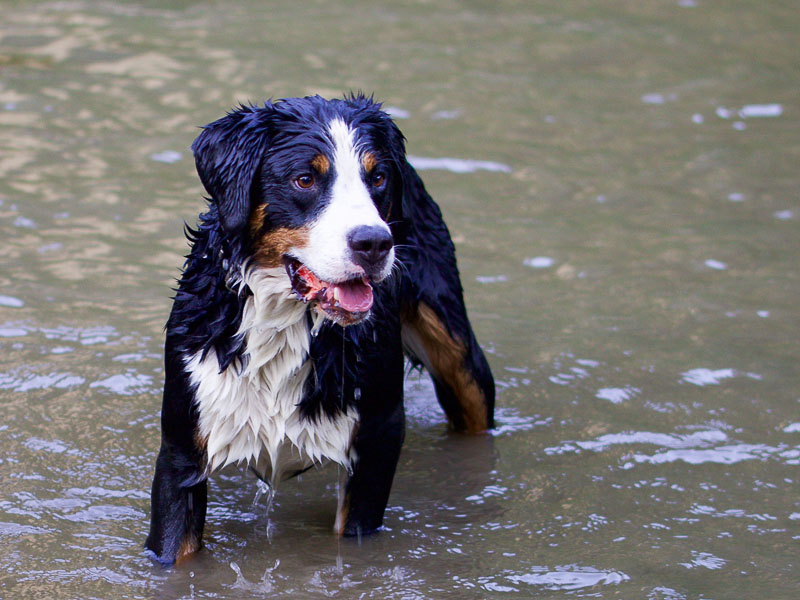 Berner Sennenhund haltung bilder - Hunde123.de