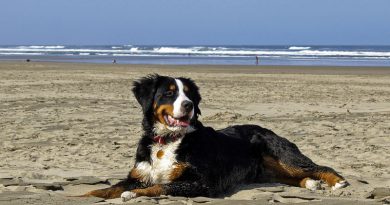 Berner Sennenhund bilder Hunderasse- Hunde123.de