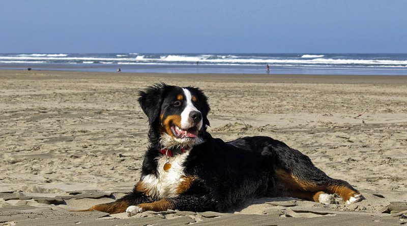 Berner Sennenhund bilder Hunderasse- Hunde123.de