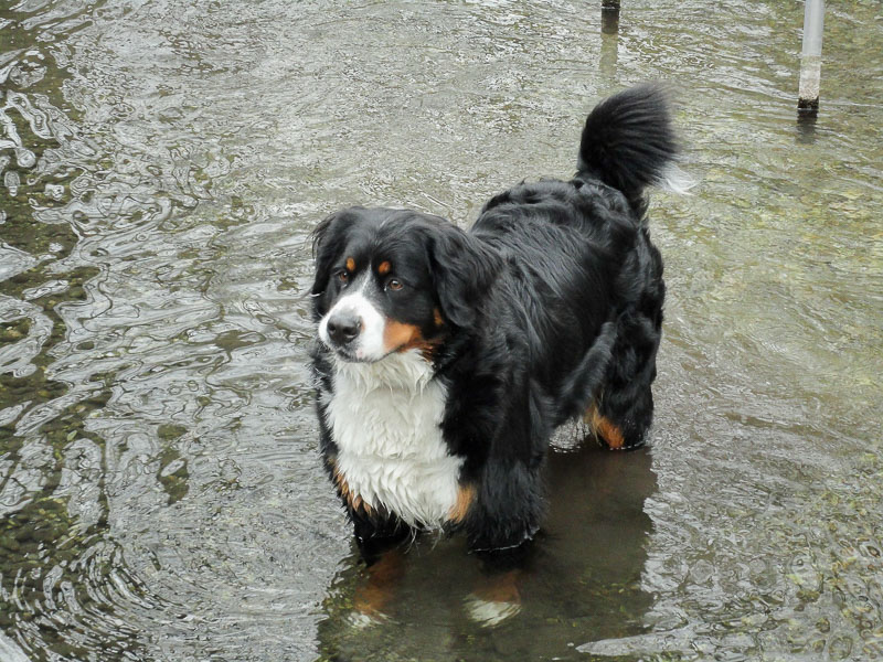 Berner Sennenhund Charakter Bild - Hunde123.de