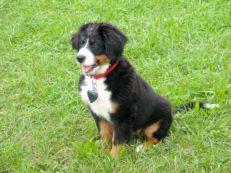 Berner Sennenhund preis welpen - Hunde123.de