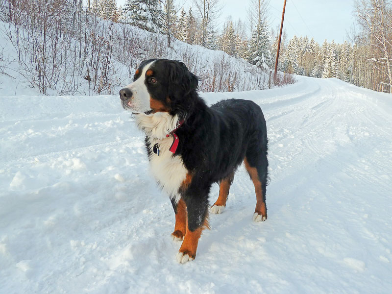 Berner Sennenhund lebenserwartung - Hunde123