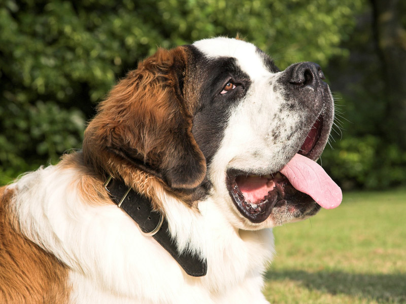 Bernhardiner fellpflege erziehung - Hunde123.de Hunderassen