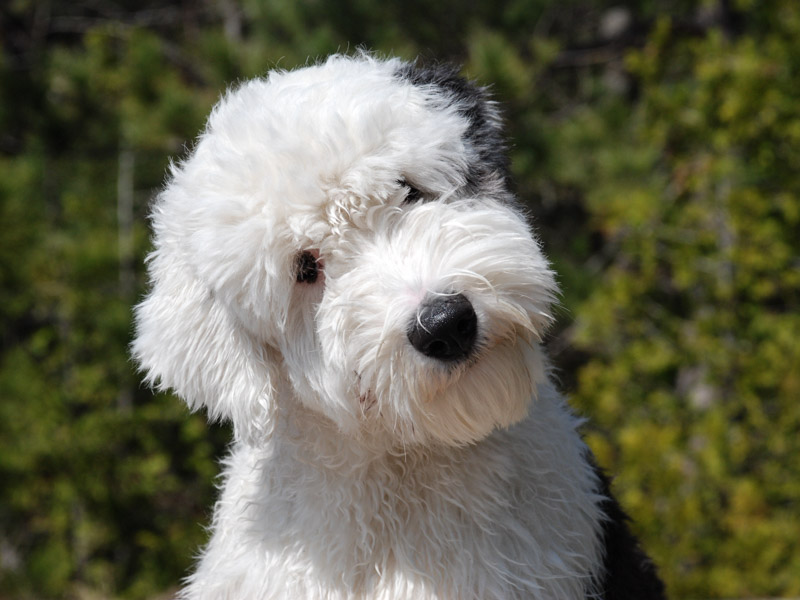 Bobtail Krankheiten Lebenserwartung - Hunde123.de Hunderassen