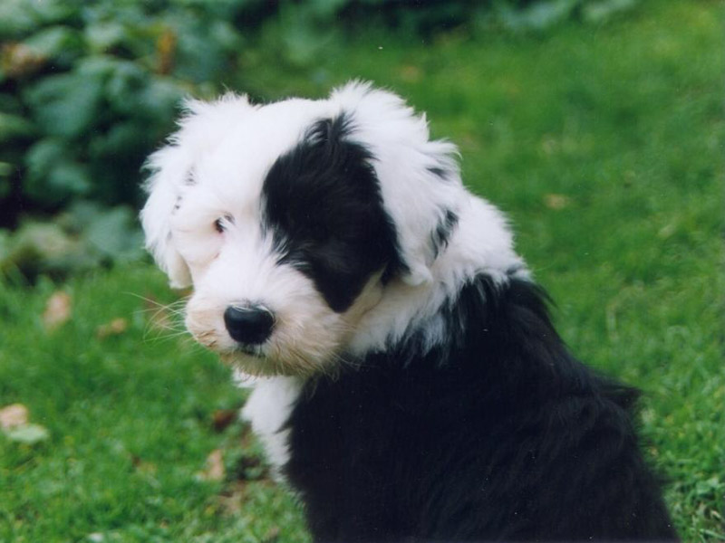 Old English Sheepdog Haltung Welpe - Hunde123.de Hunderassen