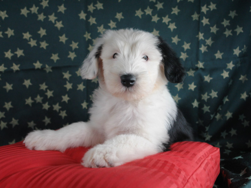 Old English Sheepdog Bobtail Welpen - Hunde123.de Hunderassen