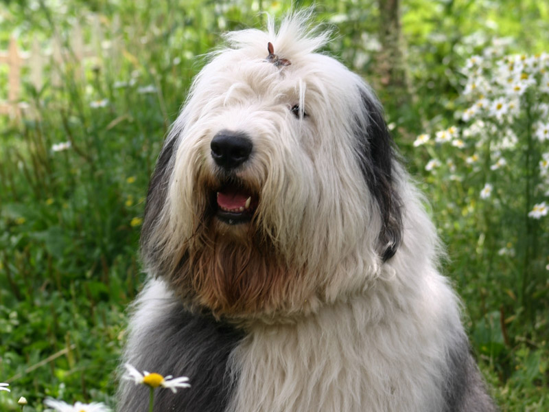 Bobtail auslauf pflege - Hunde123.de Hunderassen