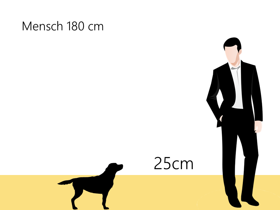 Bolonka Zwetna Größenvergleich Größe - Hunde123.de