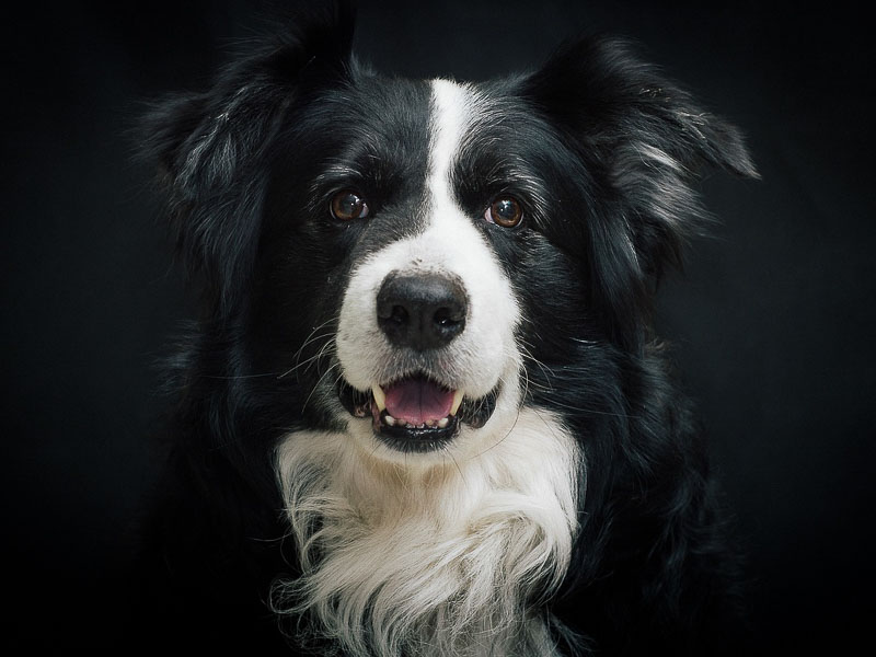 Border Collie kaufen züchter - Hunde123.de