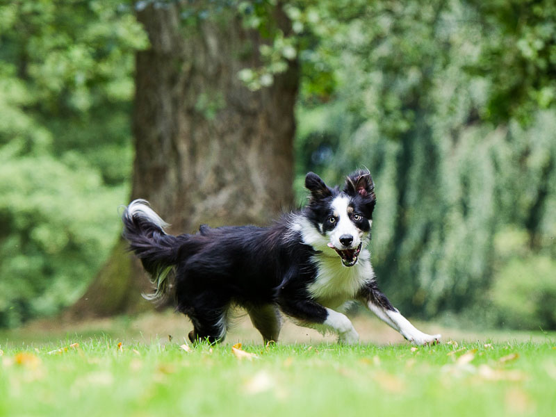 Border Collie Charakter hunderasse - Hunde123.de