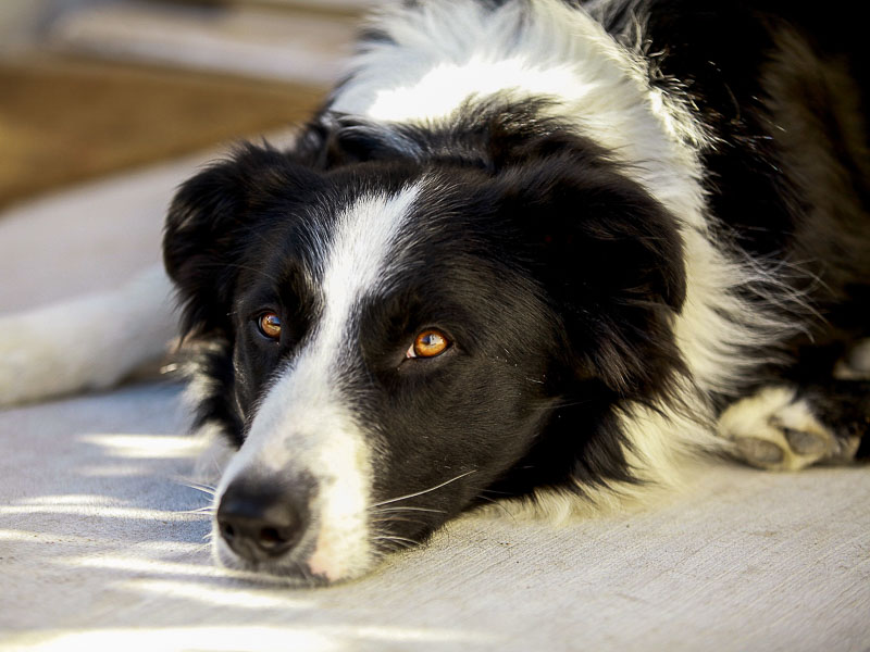 Border Collie hunderassen erziehung - hunde123.de