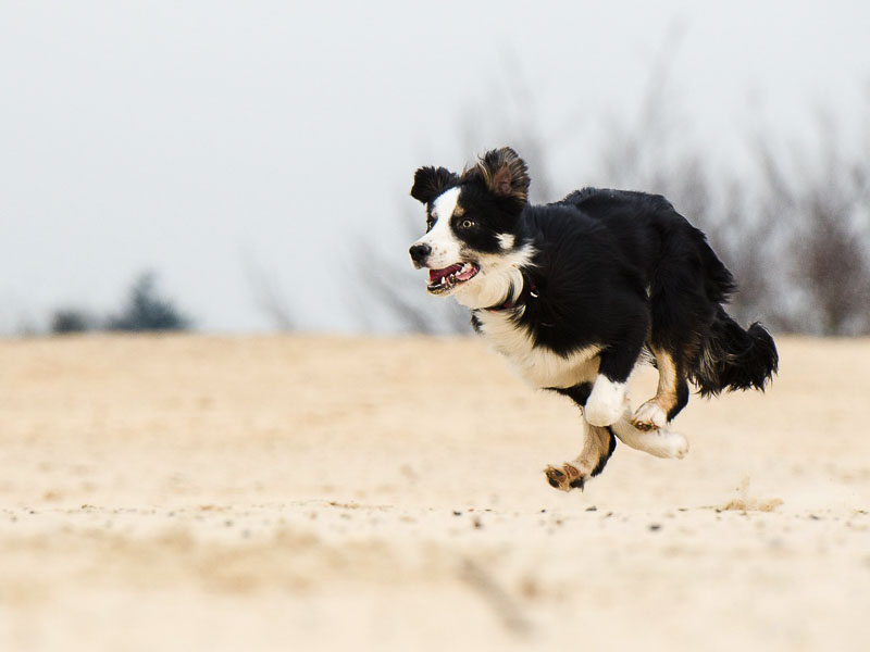 Border Collie Hundesport auslauf- Hunde123.de