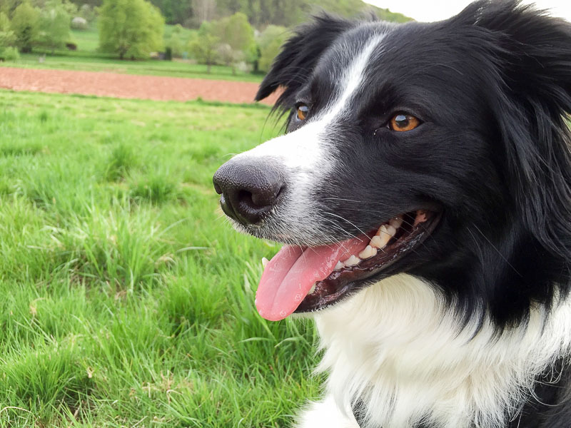 Border Collie lebenserwartung hunde - Hunde123.de