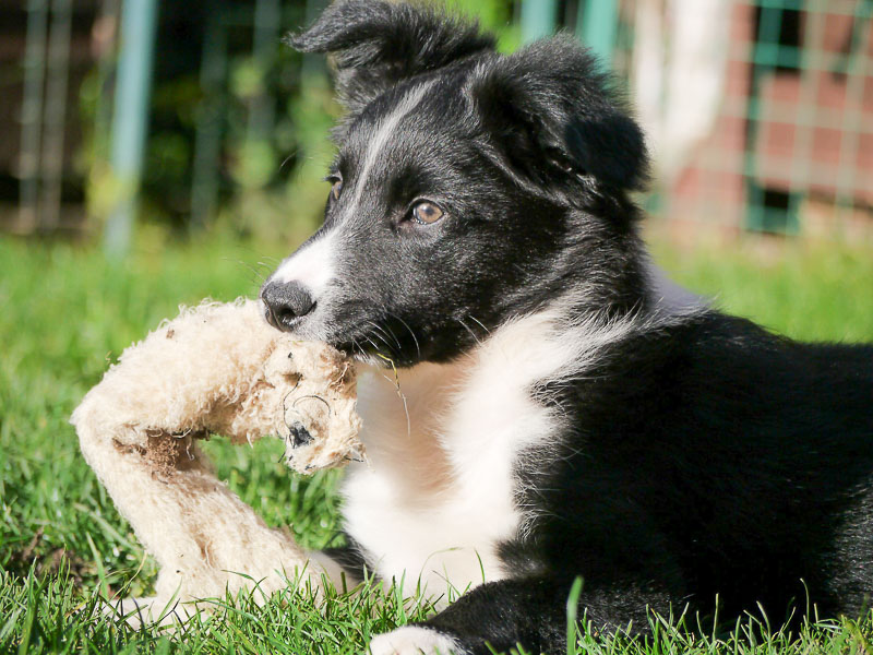 Border Collie Welpen Kaufen Bilder - Hunde123.de