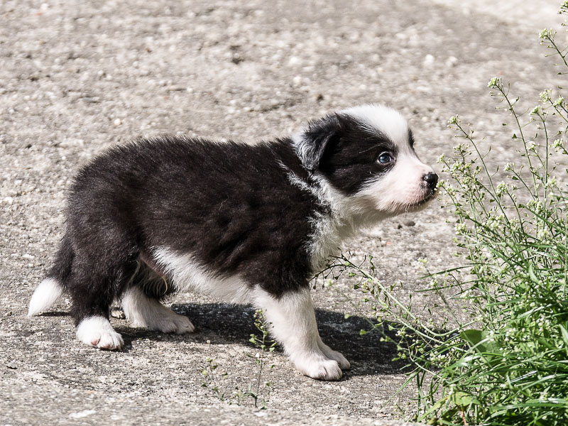 Border Collie wesen welpen erziehung - Hunde123.de