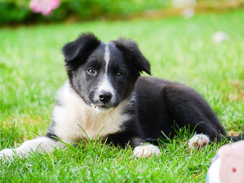 Border Collie Welpen Kaufen Bilder - Hunde123.de