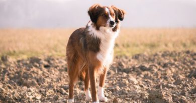 Border Collie Braun größe zucht- Hunde123.de