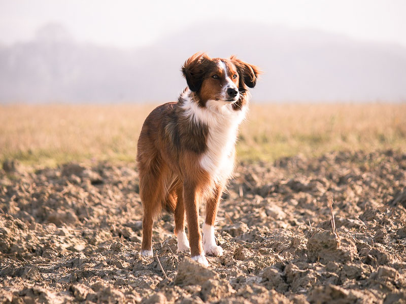 Border Collie Braun größe zucht- Hunde123.de