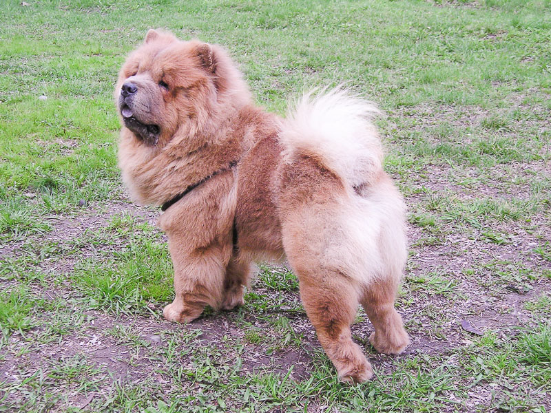 Chow Chow bilder kosten größe - Hunde123.de