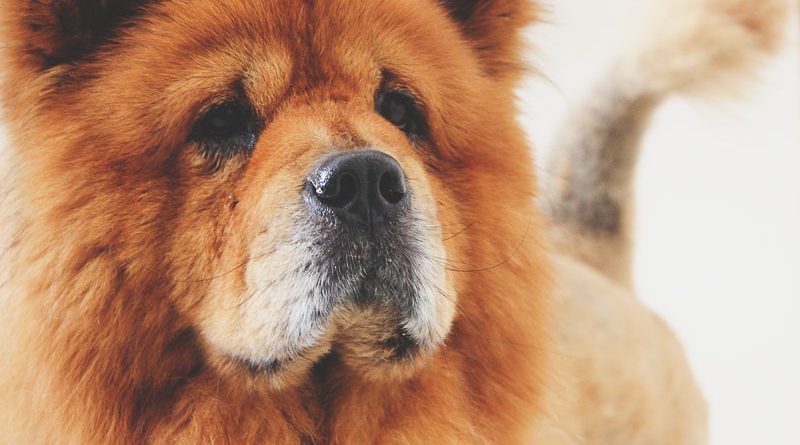 chow chow hund kaufen - Hunde123.de