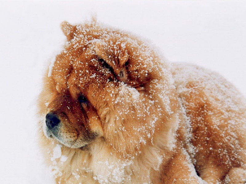 Chow-Chow bilder größe - Hunde123.de