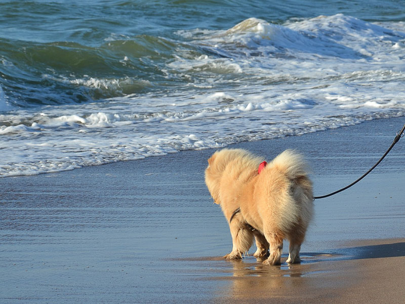 Chow-Chow charakter hunderasse - Hunde123.de