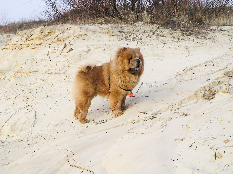 Chow-Chow wesen charakter preis - Hunde123.de