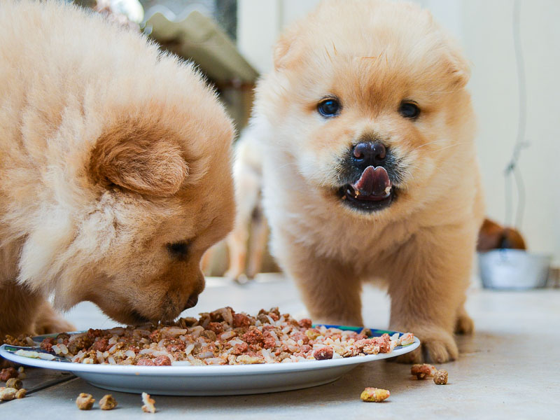 Chow Chow welpen hunderassen - Hunde123.de