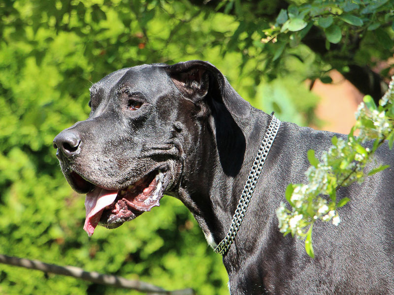 Deutsche Dogge schwarz haltung - Hunde123.de Hunderassen