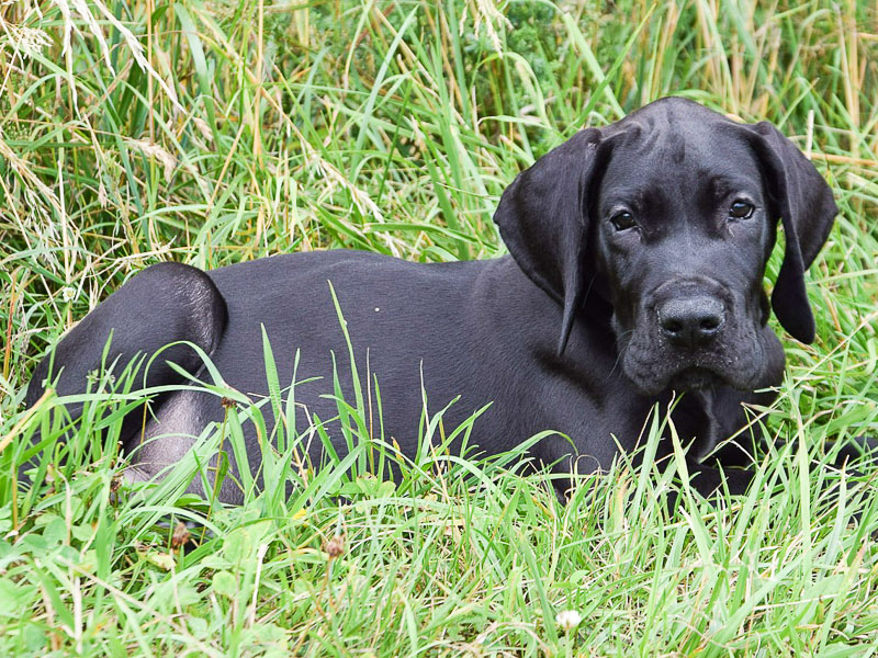 Deutsche Dogge Welpen kaufen lebenserwartung - Hunde123.de Hunderassen